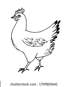 Hand-drawn simple vector sketch with black outline. Poultry, chicken, laying hen, farming, animal. Organic farm, label, coloring. Ink drawing.