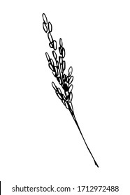 Hand-drawn simple vector sketch in black outline. Spikelet of rice, herbs, inflorescence, cereal, organic plant cultivation, seasonal harvest agriculture. Food, bread, flour. For label, shop, market.