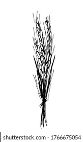 Esbozo de vector simple dibujado a mano en contorno negro. Un montón de espigas de trigo, cereales, el cultivo de plantas orgánicas, agricultura, cultivos estacionales. Comida, pan, harina. Para etiquetas, logotipo, mercado.