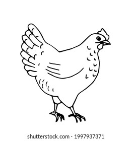 Hand-drawn simple vector sketch with black outline. Poultry, chicken, laying hen, animal husbandry. Organic farm, label, coloring. Ink drawing.