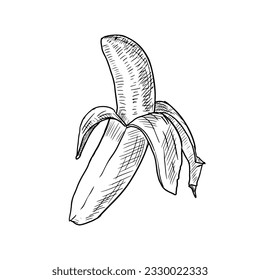 Hand-drawn sketch of banana. Vector illustration isolated on white.
