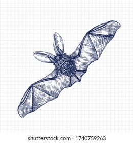 Hand-drawn sketch of a bat while flying. Flying bat. Bat opening its wings. Chiroptera. Bat back view	