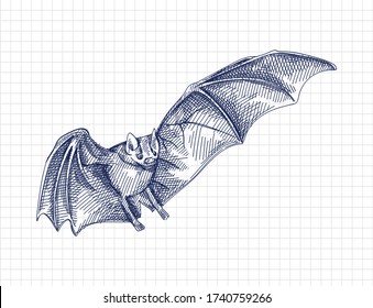 Hand-drawn sketch of a bat while flying. Flying bat. Bat opening its wings. Chiroptera. Bat front view	