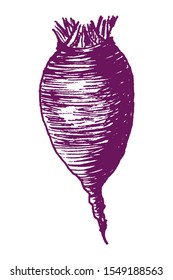 Hand-drawn sketch of beet root crop. Overlay template. Vector illustration