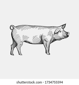 Hand-drawn sketch of a big pig on a white back ground. Farm animals. Livestock. Domestic animals.