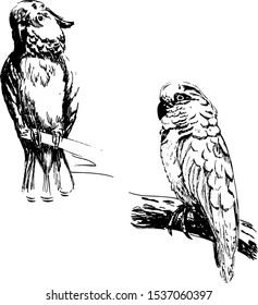 Hand-drawn sketch bird. Black and white cockatoo. Parrots. Vector illustration. 