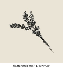 Hand-drawn sketch of bunch of lavender on a white background. Lavender plant. Lavender treatment. Branch of lavender. Herbs and plants