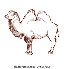 Hand-drawn sketch of a camel. Sketch of a two-humped camel. Side view.