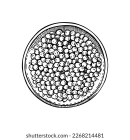 Hand-drawn sketch of canned caviar isolated on a white background. Red caviar in opened tin can vector drawing in engraved style. Seafood delicacy illustration for restaurant or finger food menu