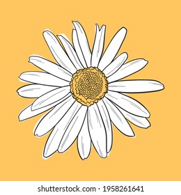 Hand-drawn sketch of Chamomile flower. Vector line art illustration isolated on yellow background. Minimalist contour drawing of medical herb. Template for the design, banner or print.