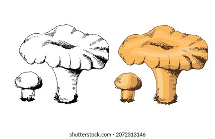 A hand-drawn sketch of chanterelle mushrooms. Vector vintage illustration. Drawing with an ink pen. Vintage sketch style on a white background.