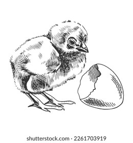 A hand-drawn sketch of chicken and shell. Easter Holiday. Vector illustration. Drawing isolated on white background. Vintage element.