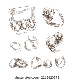 A hand-drawn sketch of chicken,  shelll and eggs. Packing of eggs.  Vector illustration. Drawing isolated on white background. Vintage element.