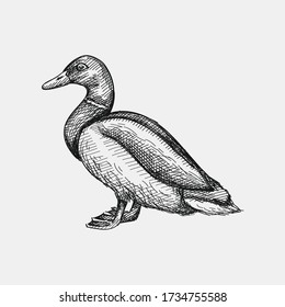 Hand-drawn sketch of colorful duck on a white back ground. Farm animals. Livestock. Domestic animals.