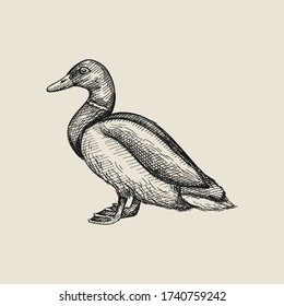 Hand-drawn sketch of colorful duck on a white back ground. Farm animals. Livestock. Domestic animals.