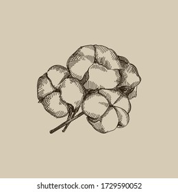 Hand-drawn sketch of Cotton buds. Close-up of the cotton buds.	

