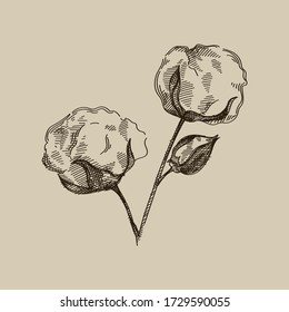 Hand-drawn sketch of Cotton buds. Close-up of the cotton buds. Cotton Stems	
