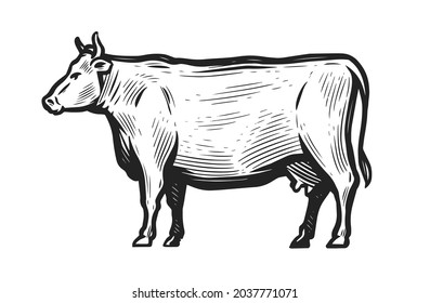 Hand-drawn sketch of cow isolated on white background. Side view. Animal husbandry vector illustration