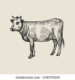 Hand-drawn sketch of cow on a white back ground. Farm animals. Livestock. Domestic animals.