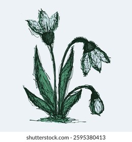 Hand-drawn sketch of delicate snowdrop flowers with green leaves and black ink outlines. Botanical vintage-style illustration with rough lines on a light background.