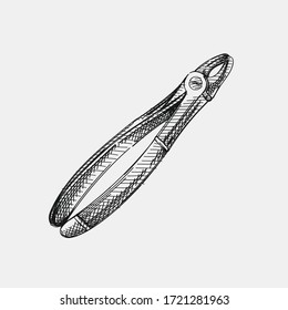 Hand-drawn sketch of dental forceps on a white background. Dental instruments. Dentistry tools and equipment. Stomatology attributes