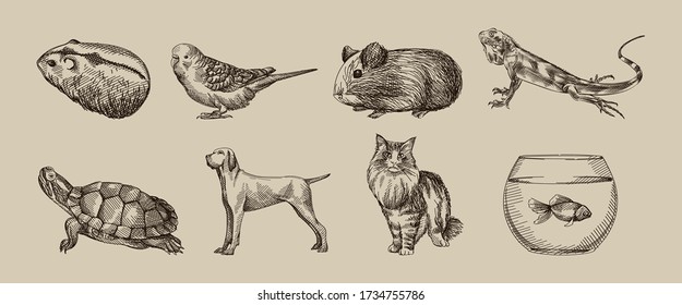 Hand-drawn sketch of domestic animals set. Set consists of hamster, guinea pig, lizard, turtle, dog, cat, tank with fish, parrot	
