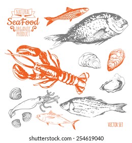 Hand-drawn sketch. Fresh organic food. Seafood: fish, lobster, dorado, oysters, squid, clams. Sketch seafood  on white background.