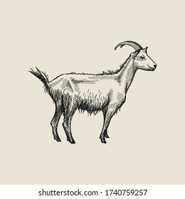 Hand-drawn sketch of goat on a white back ground. Farm animals. Livestock. Domestic animals.