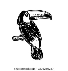 Hand-drawn sketch graphics, toucan bird. Engraving style. Forest toucan bird sitting on branch. Exotic wild bird. Black and white logo, sign, emblem, symbol, t-shirt print. 