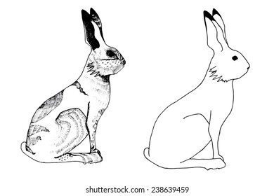 a hand-drawn sketch of the hare, changed colors of his coat