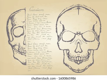 a hand-drawn sketch of human skulls on a yellowed sheet of parchment. the Latin inscription "skull" and the text in unreadable language