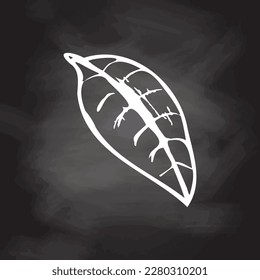 A hand-drawn sketch of leaf  isolated on chalkboard background. Vintage illustration, doodle. Element for the design of labels, packaging and postcards.