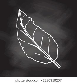 A hand-drawn sketch of leaf  isolated on chalkboard background. Vintage illustration, doodle. Element for the design of labels, packaging and postcards.