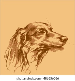 Handdrawn sketch of long haired dachshund dog sleeping or daydreaming