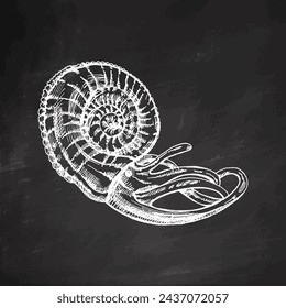 Hand-drawn sketch of nautilus mollusc in a shell, clam, conch. Scallop sea shell, sketch style vector illustration isolated on chalkboard background.