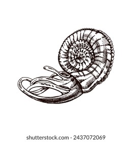 Hand-drawn sketch of nautilus mollusc in a shell, clam, conch. Scallop sea shell, sketch style vector illustration isolated on white background.