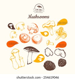 Hand-drawn sketch on white background. Fresh organic food. Shiitake, chanterelle, honey. Sketch of mushrooms on white.