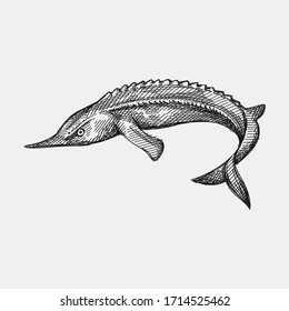 Hand-drawn sketch of ossetra fish on a white background. Ossetra caviar. Acipenser caviar