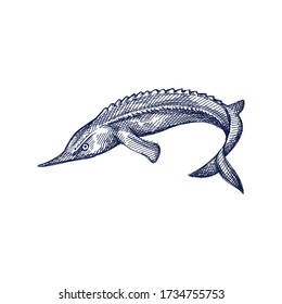 Hand-drawn sketch of ossetra fish on a white background. Ossetra caviar. Acipenser caviar	
