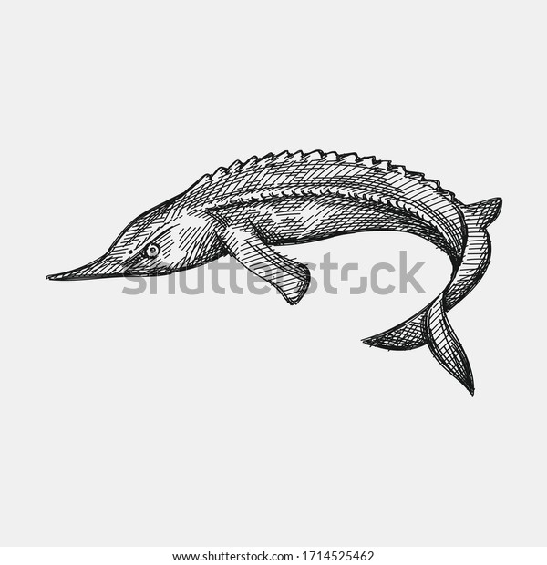 Hand-drawn sketch of ossetra fish on a\
white background. Ossetra caviar. Acipenser\
caviar
