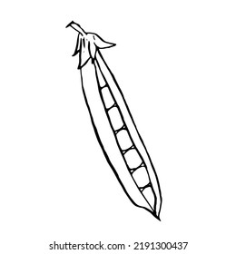 A hand-drawn sketch of peas, an open pod of peas with peas. Vector illustration of organic food isolated on a white background. vector illustration