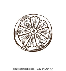 Hand-drawn sketch of piece of citrus. Vector food drawing. Lemon half. Сitrus. Orange, lime,.grapefruit. Great for poster, menu or label. Traditional Christmas. Vintage cozy seasonal holidays.