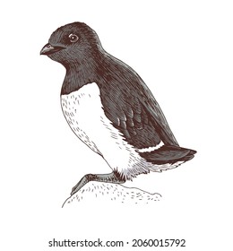 Hand-drawn sketch of a polar little auk or dovekie