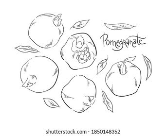 Hand-drawn sketch with pomegranate illustration set. Vector line art elements isolated on white background. Minimalist contour drawing. Template for the design, web banner, poster or print.