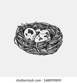 Hand-drawn sketch of quail nest with eggs on a white background. Quail nest. Eggs in the nest