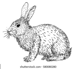 Hand-drawn sketch of rabbit isolated on white