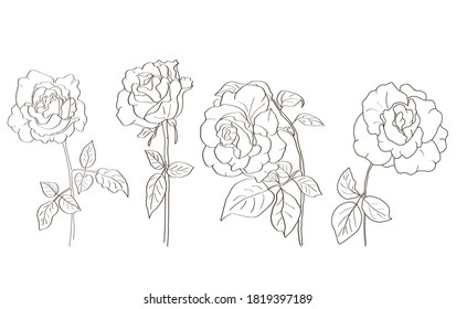 Hand-drawn sketch of rose flowers in vector format. Black and white line drawing