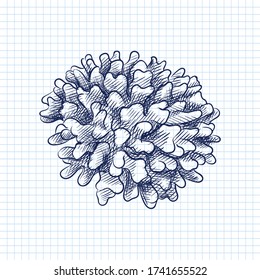 Hand-drawn sketch of sea coral drawn with blue pen on a white background. Ocean life. Underwater creatures. Aquarium plants and animals