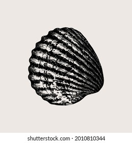 Hand-drawn sketch sea shell isolated on beige background. Vintage style. Vector illustration for posters and print