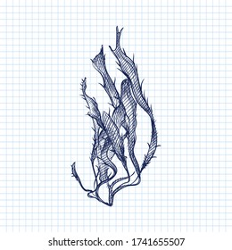 Hand-drawn sketch of sea weed drawn with blue pen on a white background. Ocean life. Underwater creatures. Aquarium and water plants 